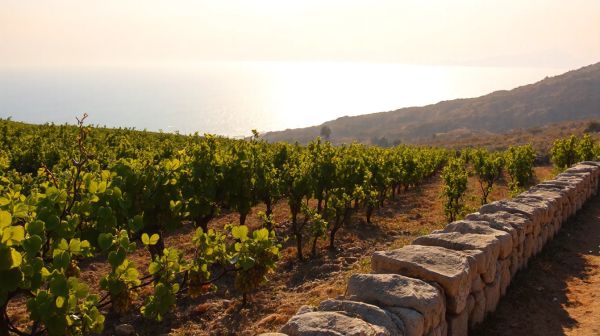 Explorez le vin libanais : focus sur Lattaquié